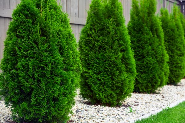 Arborvitae Planting in Minneapolis