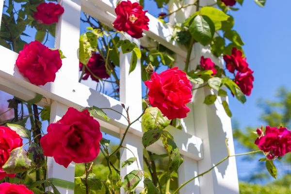 Home Gardening Service in Minneapolis