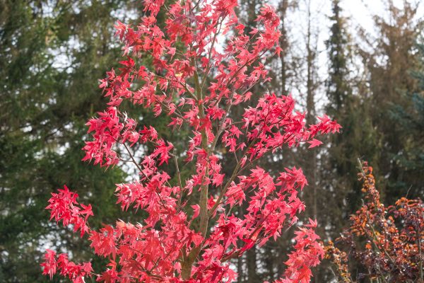 Japanese Maple Planting in Minneapolis