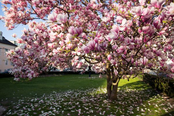 Magnolia Tree Planting in Minneapolis