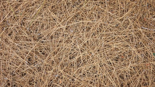 Pine Needles Delivery in Minneapolis
