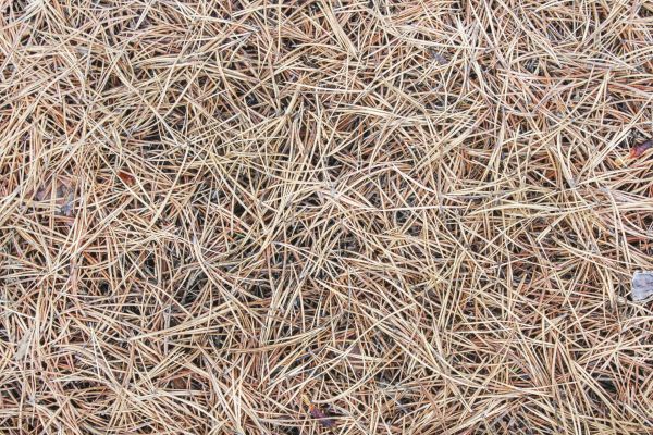 Pine Straw Installation in Minneapolis