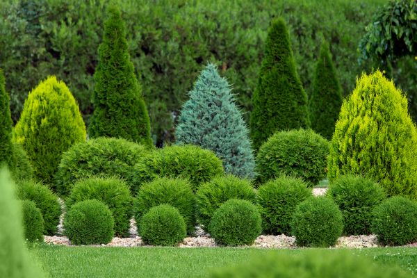 Shrub Replacement in Minneapolis