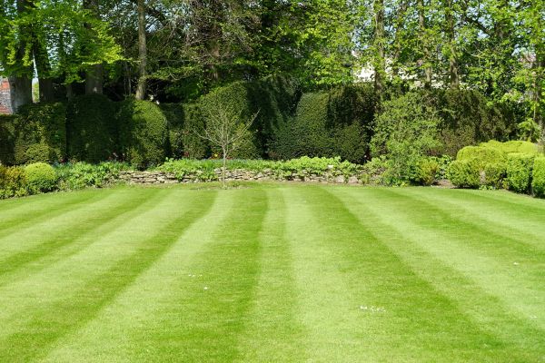 Lawn Renovation in Minneapolis