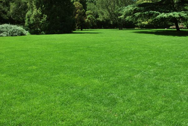 Lawn Landscaping in Minneapolis