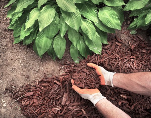 Shredded Mulch Service in Minneapolis