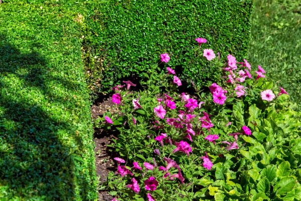 Softscaping Service in Minneapolis