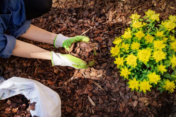 Pine Bark Mulch Installation in Minneapolis