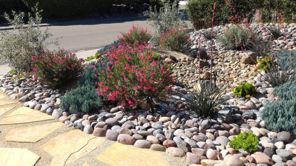 Xeriscape Landscaping in Minneapolis