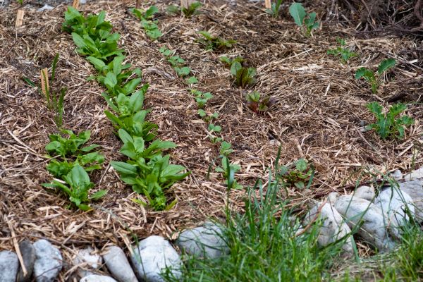 Mulch Service in Minneapolis