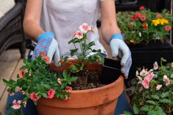 Plant Care Service in Minneapolis