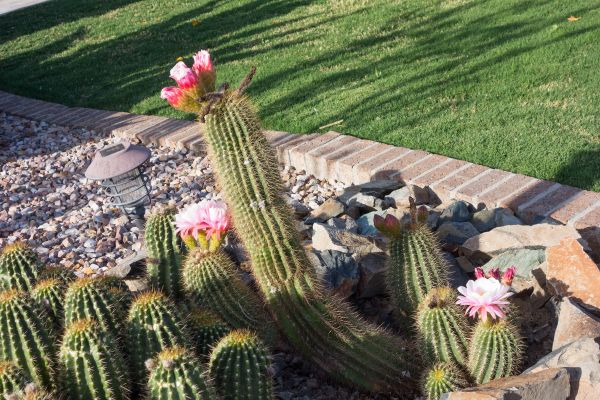 Desert Landscaping in Minneapolis