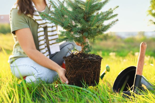 Spruce Tree Planting in Minneapolis
