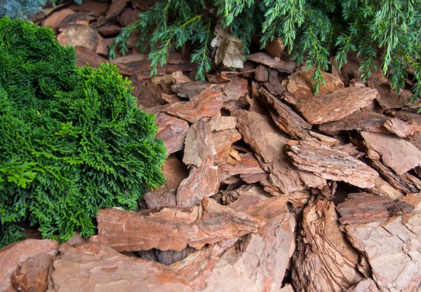 Pine Bark Installation in Minneapolis
