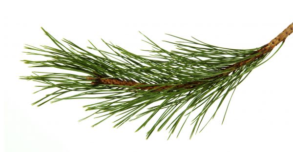 Pine Needles Installation in Minneapolis