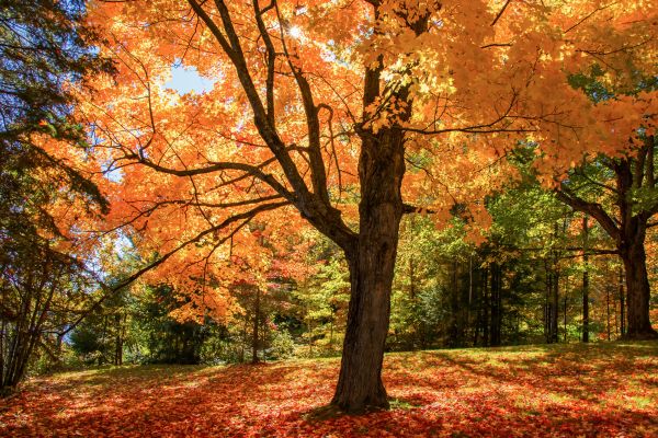 Maple Tree Planting in Minneapolis