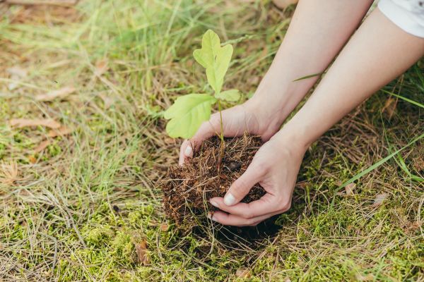 Oak Tree Planting in Minneapolis
