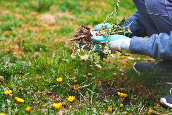 Flower Bed Clearing in Minneapolis