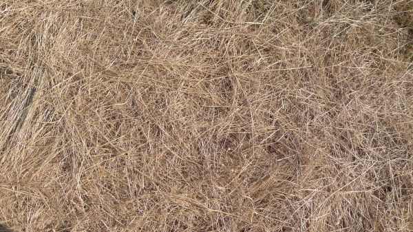 Pine Straw Replacement in Minneapolis