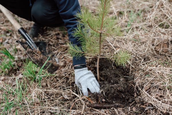 Pine Tree Planting in Minneapolis