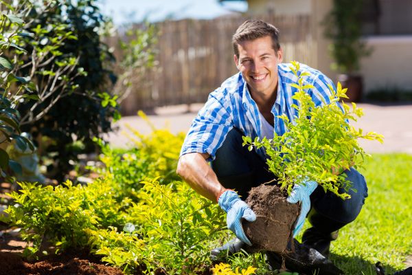 Shrub Landscaping in Minneapolis