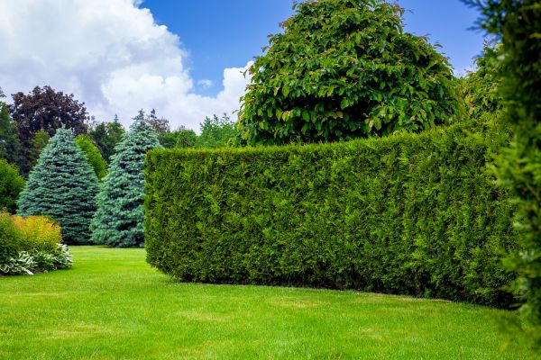 Hedge Landscaping in Minneapolis