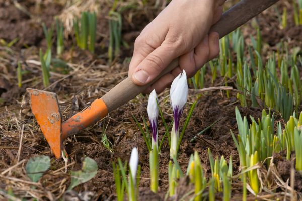 Flower Garden Weeding in Minneapolis