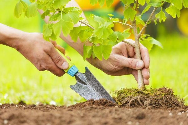 Fruit Tree Planting in Minneapolis