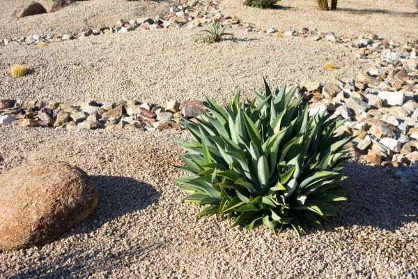 Xeriscaping Service in Minneapolis