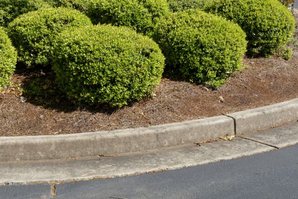 Pine Mulch Installation in Minneapolis