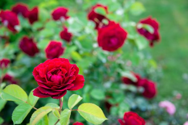 Rose Planting in Minneapolis