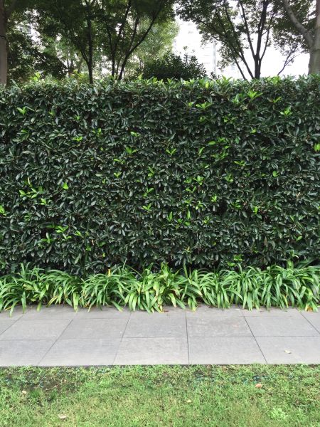 Privacy Shrub Planting in Minneapolis