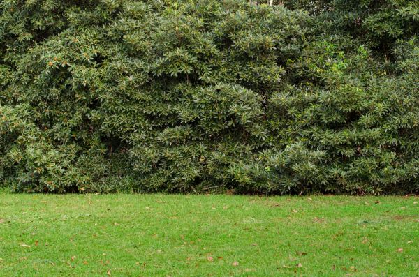 Privacy Hedge Planting in Minneapolis