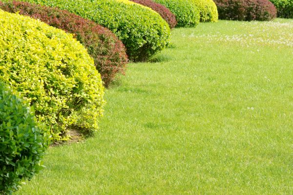 Shrubbery Planting in Minneapolis