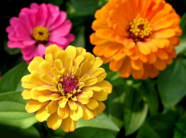 Zinnia Planting in Minneapolis