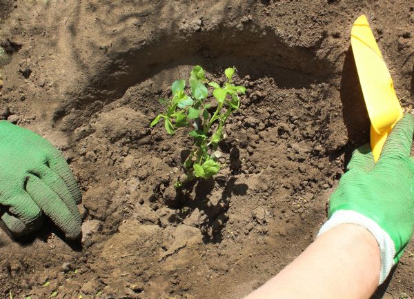 Rose Bush Planting in Minneapolis