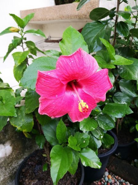 Hibiscus Planting in Minneapolis