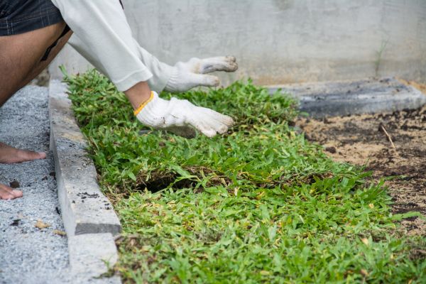 Ground Cover Planting in Minneapolis