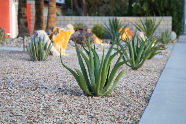 Drought Resistant Landscaping in Minneapolis