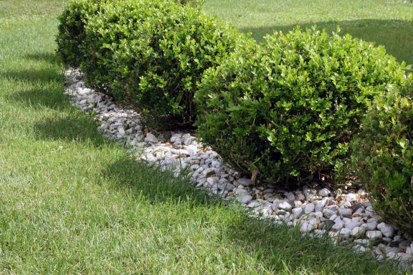 Boxwood Planting in Minneapolis