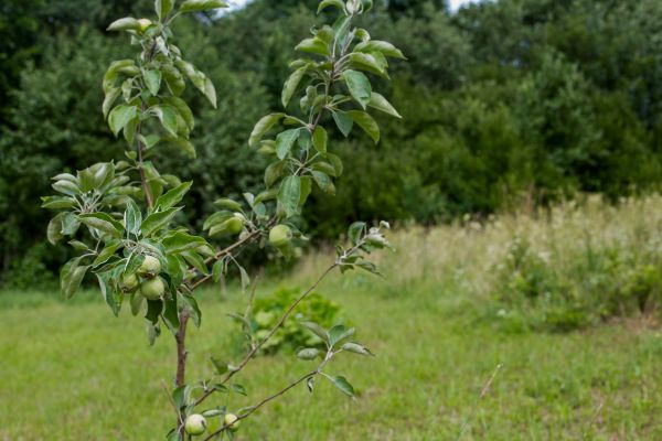 Apple Tree Planting in Minneapolis