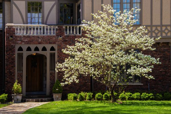 Dogwood Tree Planting in Minneapolis