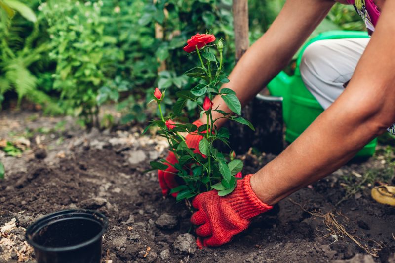 Rose Bush Planting